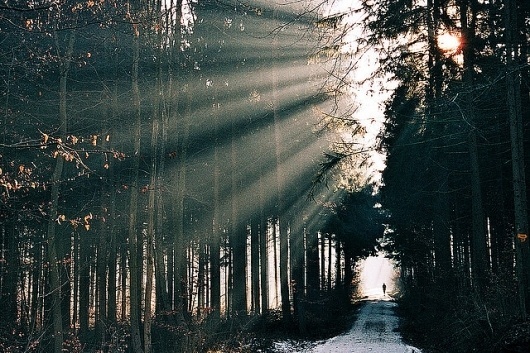 der wald. | Flickr - Photo Sharing! #fog #running #sunlight #morning #forest