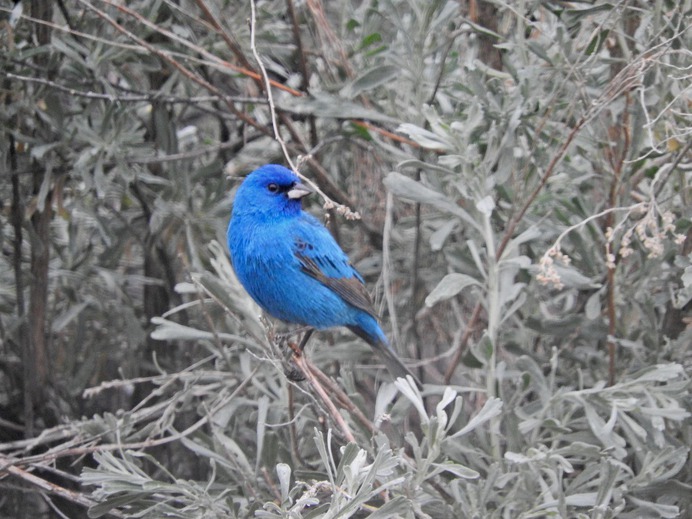 Indigo Bunting