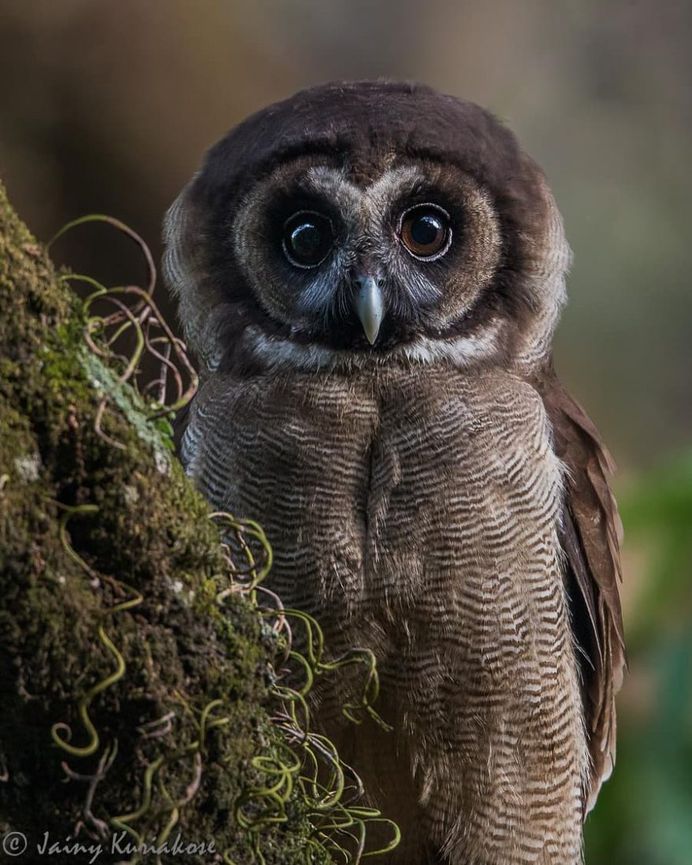 Brown Wood-owl - Sattal, Uttarakhand, India