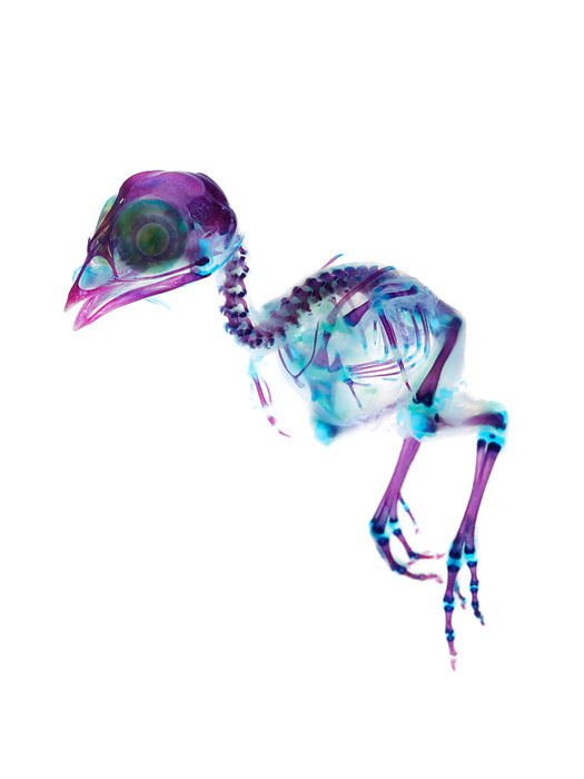 New world Transparent Specimen #skeleton #x-ray #bird #chick #neon
