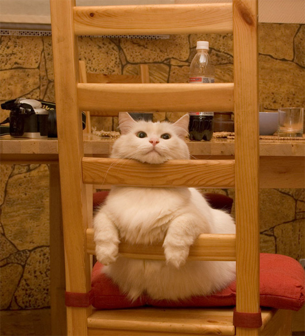 50+ Funny Cat Pictures #funny #pictures #cat