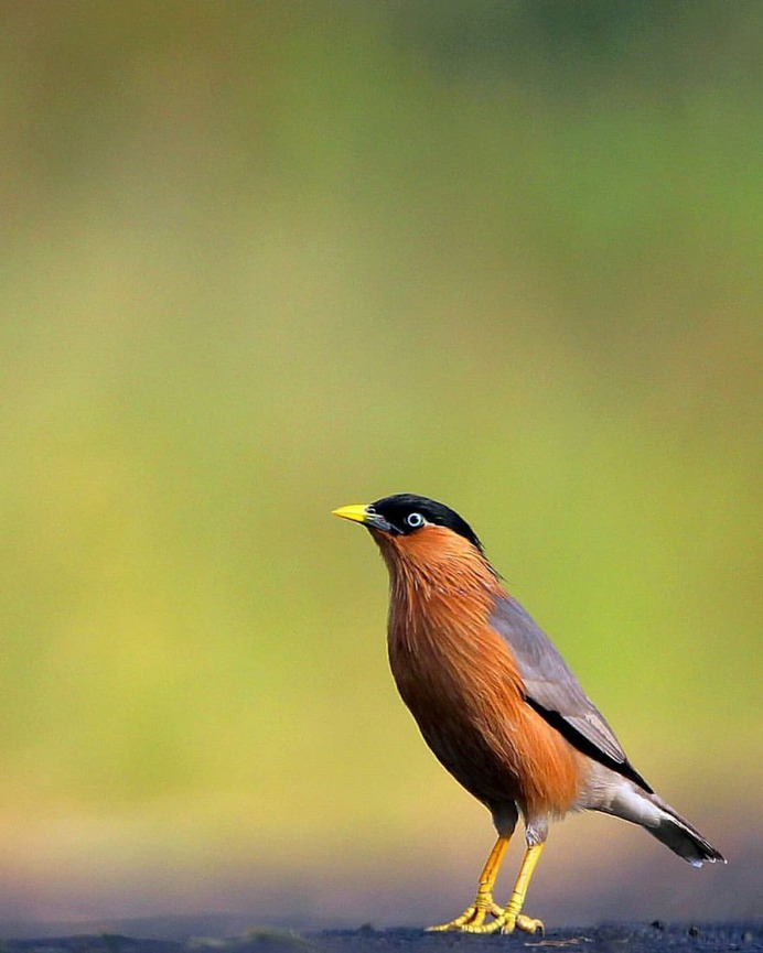 Birds of India: Beautiful Bird Photography by Raj Shelke