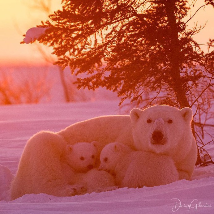 Amazing Portraits of Wild Animals by Daisy Gilardini