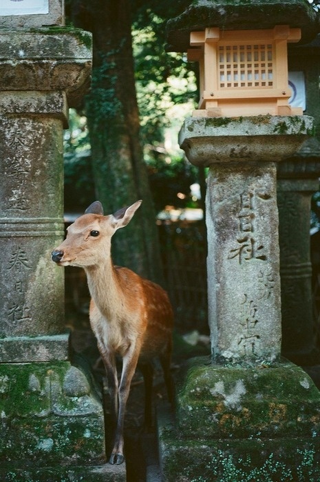 deer