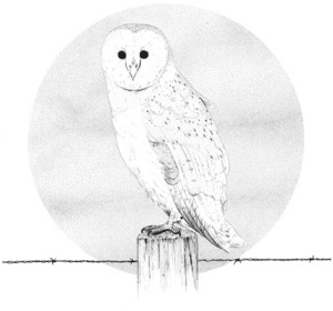 "Barn Owl" by Chris Cerrato | http://www.cerratosaurus.com/
