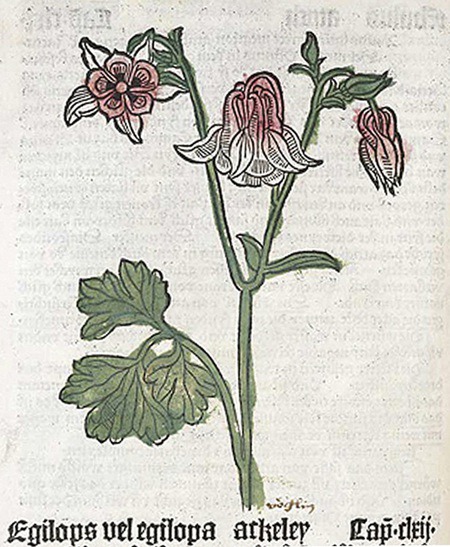Chapter 5 - Early Printing | American Society of Botanical Artists