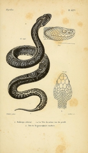All sizes | Bothrops alterne | Flickr - Photo Sharing!