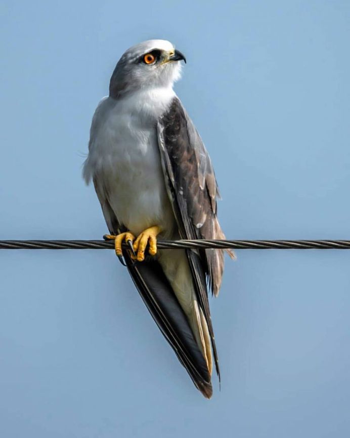 #indianbirds: Colorful Birds Photography by Balaji Krishnan