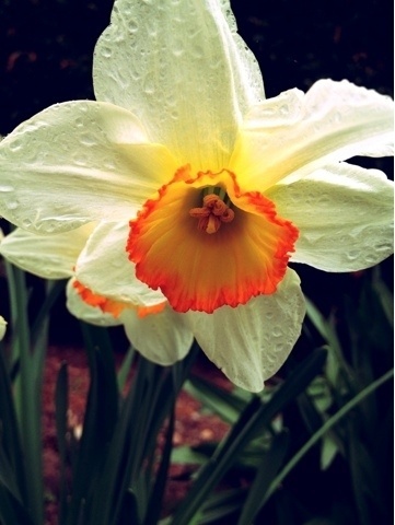 Daffodil #photo #flower #spring #daffodil #plant
