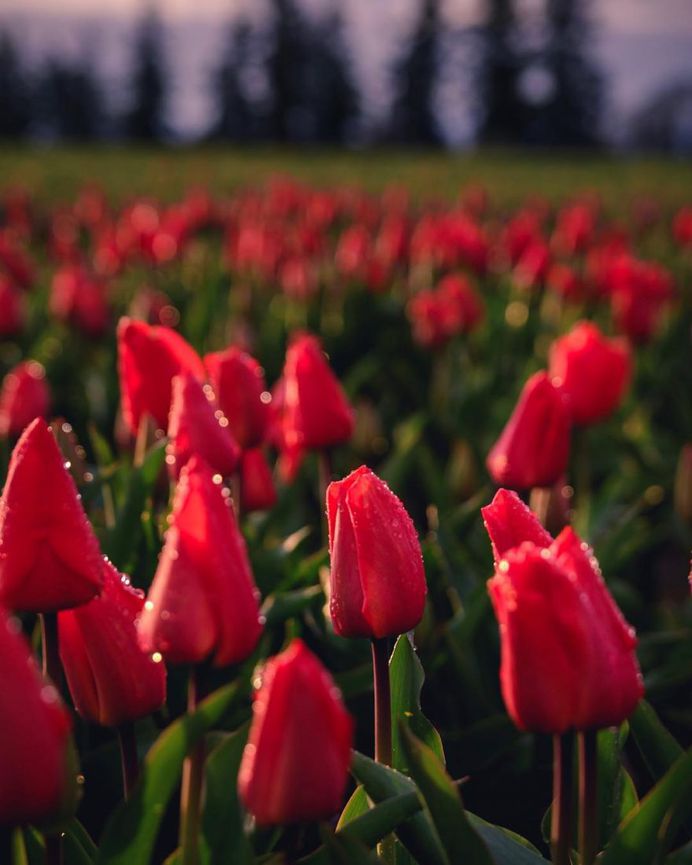 Jake Egbert Captures The Beauty at The Wooden Shoe Tulip Festival