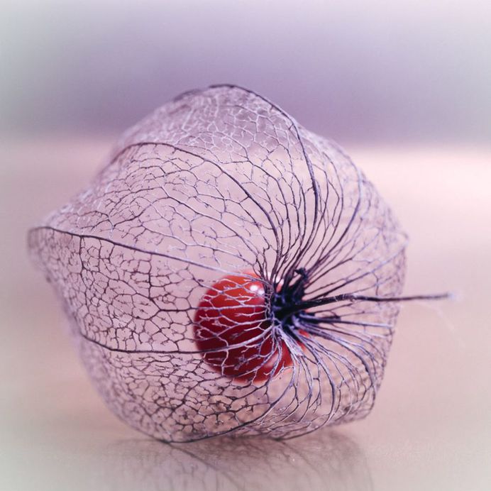 #instaflower: Beautiful Flower Photography by Marie Rich