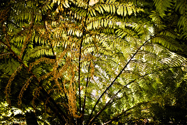 Fern Tree