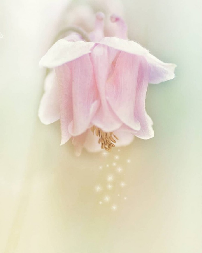 Stunning Macro Flowers Photography by Pia Lee