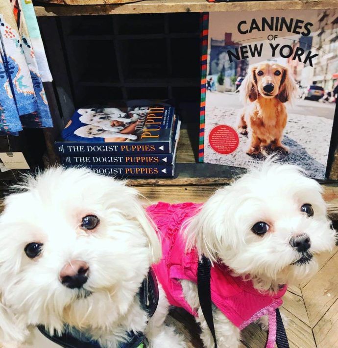 Most Dog Friendly Stores in America - Anthropologie
