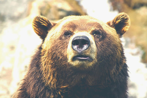 Great photo by Thomas Lefebvre http://tlbvr.com/ #photography ‪#‎bear‬