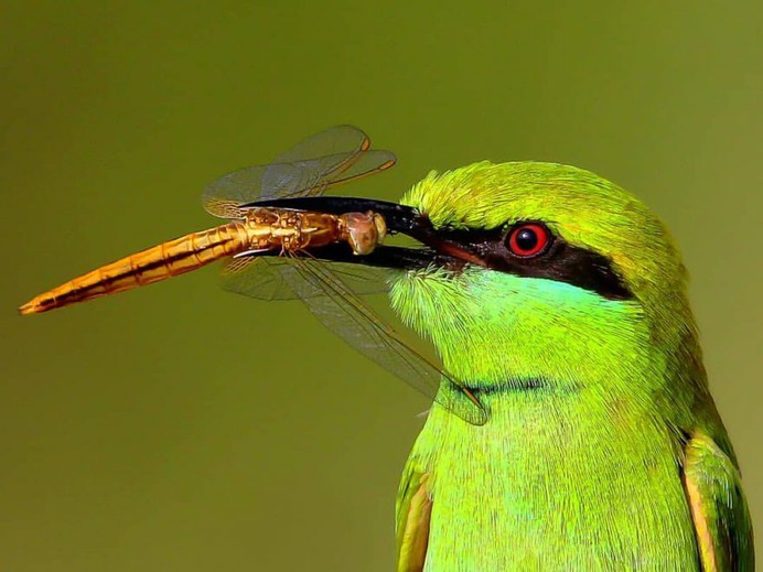 Birds of India: Beautiful Bird Photography by Raj Shelke