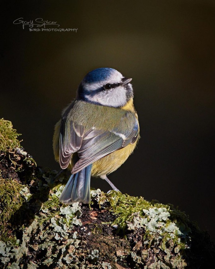 #perfect_birds: Fantastic Birds Photography by Gary Spicer