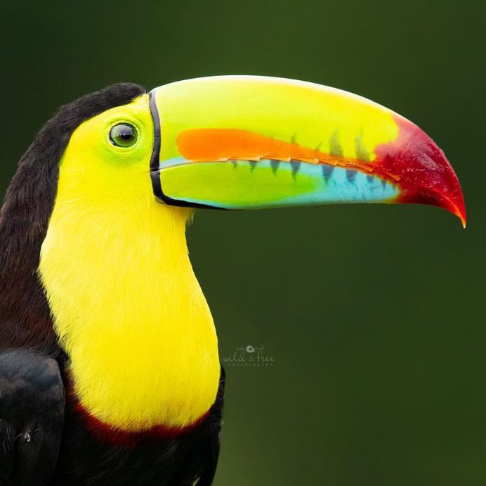 #birds_adored: Wonderful Birds Photography by Lee Anne Russell