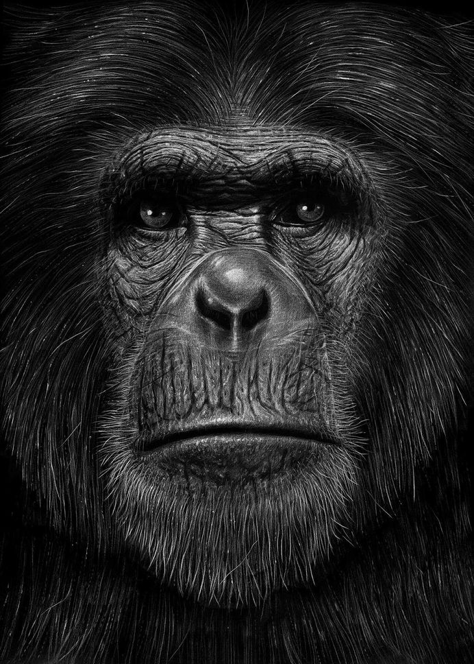 Various Pencil Drawings by Børge Bredenbekk