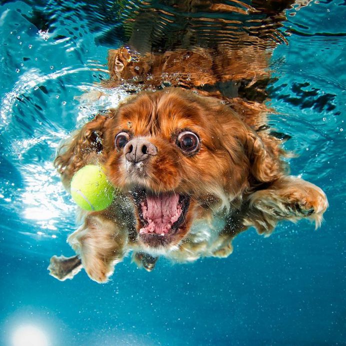 Uderwater Dogs: Creative and Playful Photography by Seth Casteel