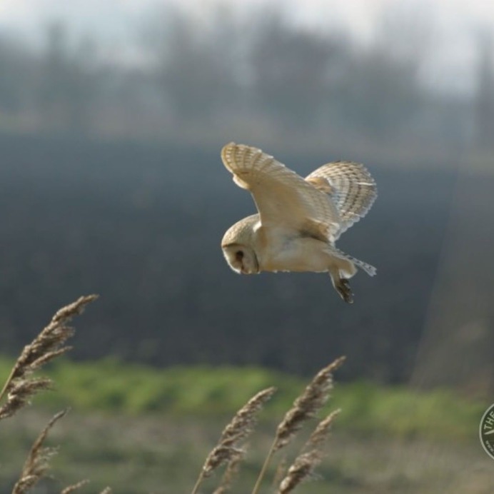@barnowltrust - Instagram Post - 05/29/2019 11:08 AM - 1 Likes and 0 Comments - InstaTagz.com