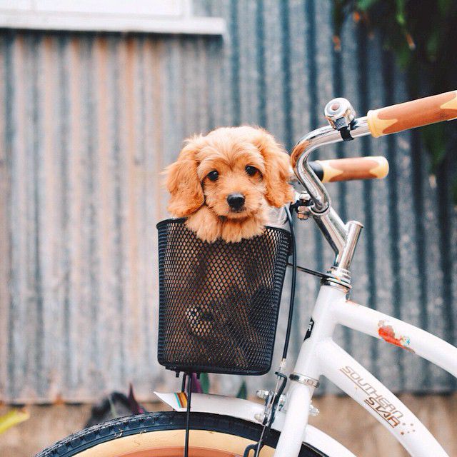 On a bike.. What adventures will we get up too next.. ☺️ #animal #photography #puppy