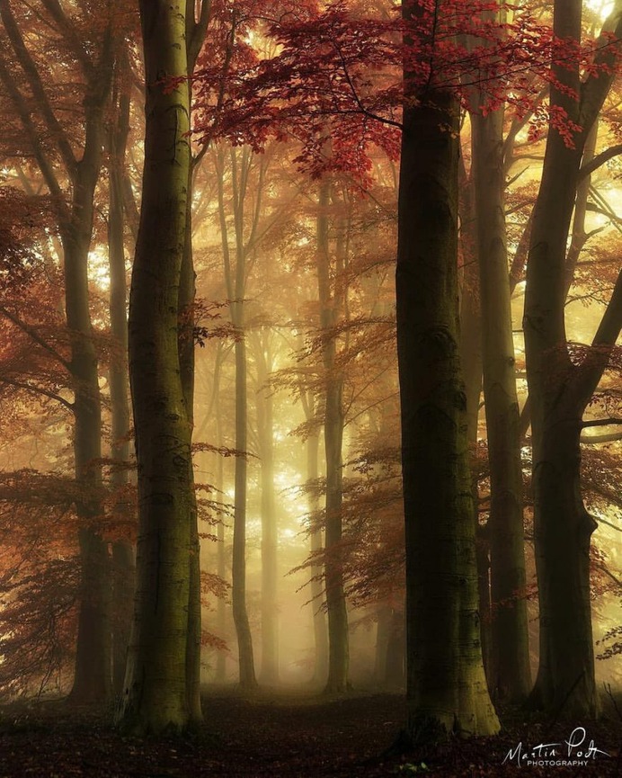 Absolutely Magical and Beautiful Forest Photography by Martin Podt