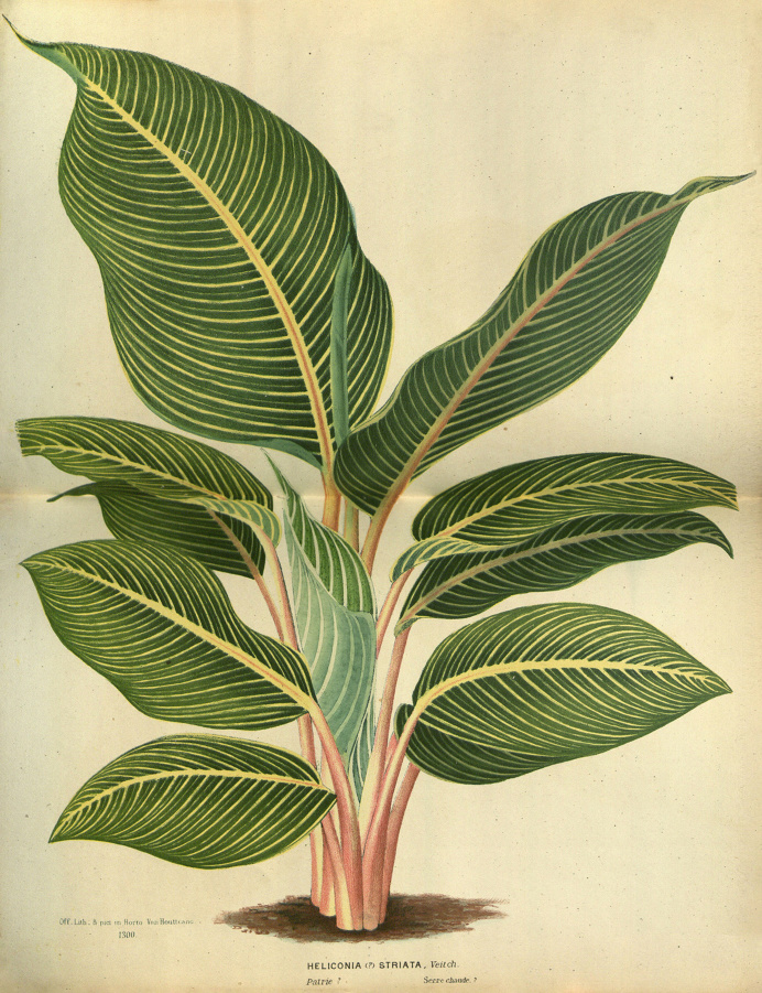 botanical print