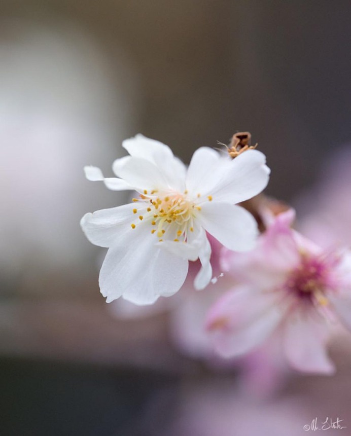 Beautiful Flower and Plant Photography by Alison Staite
