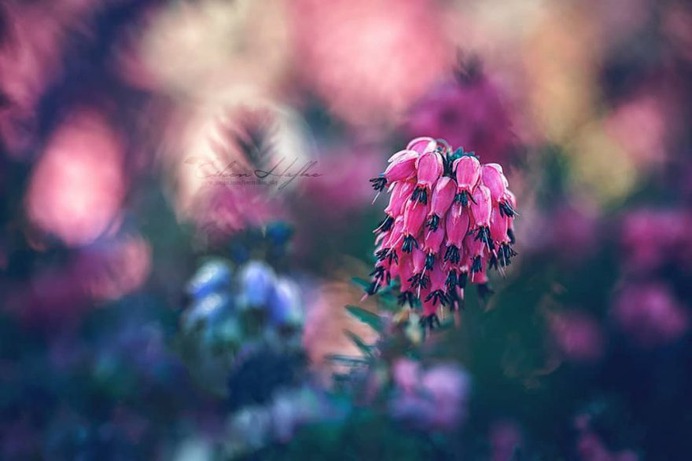 #flora_addict: Magical Flowers Photography by Eileen Hafke