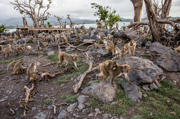 Primal Fear: Can Monkeys Help Unlock the Secrets of Trauma? - The New York Times