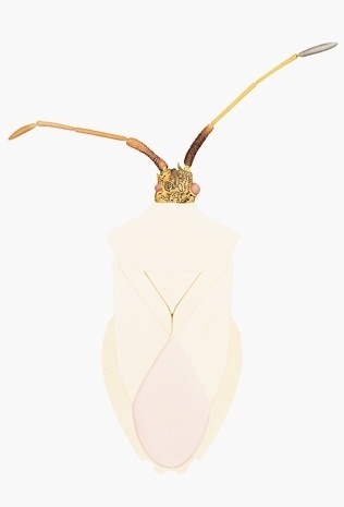 #insect