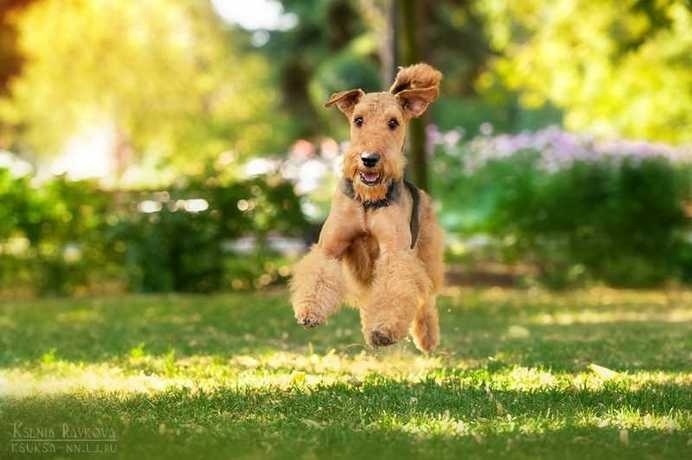 Dogs by Ksenia Raykova #inspiration #photography #animal