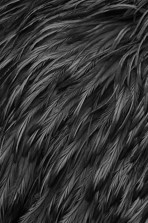 feathers #feathers
