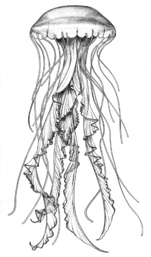 C_quinquecirrha_3.jpg (JPEG Image, 400x680 pixels) #jellyfish #illustration