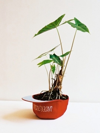 today and tomorrow #cap #plant