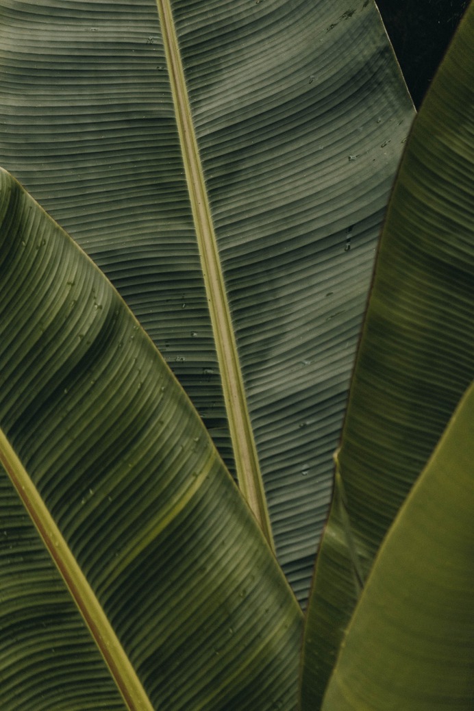 Banana Leaves Photography