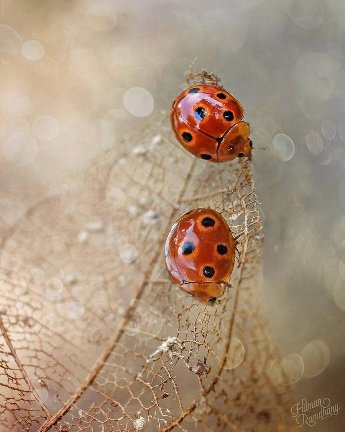 Insanely Detailed Macro Photos Of Insects by Hilman Ramdhany