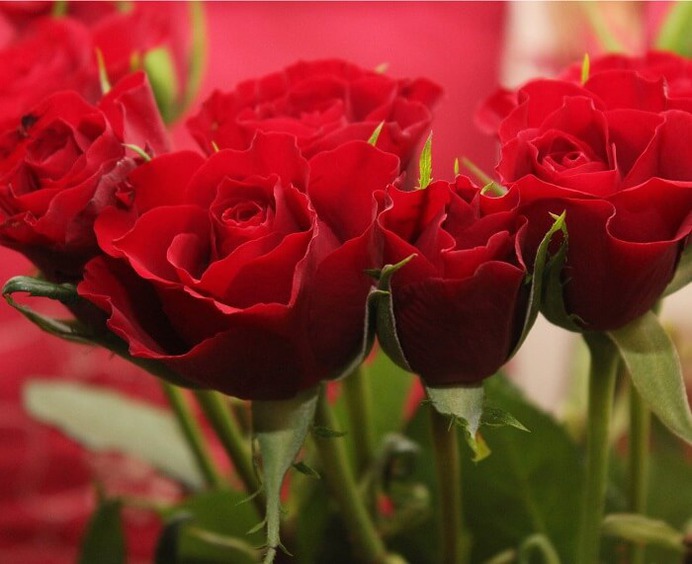 Red Rose - rose day 2020