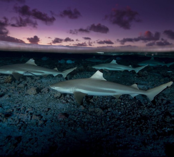 Incredible Underwater Photography by Juan Oliphant