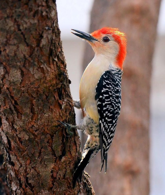 #nuts_about_birds: Beautiful Birds Photography by Shelia Rudesill