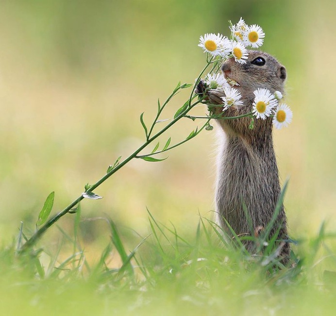 Amazing Wildlife Photos of European Squirrels by Julian Rad