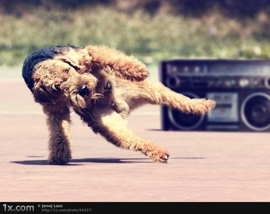 72dpi #breakdancing #dog
