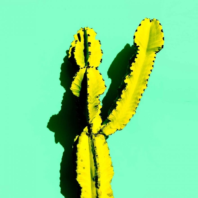Minimalist and Colorful Cactus Photography by Evgeniya Porechenskaya