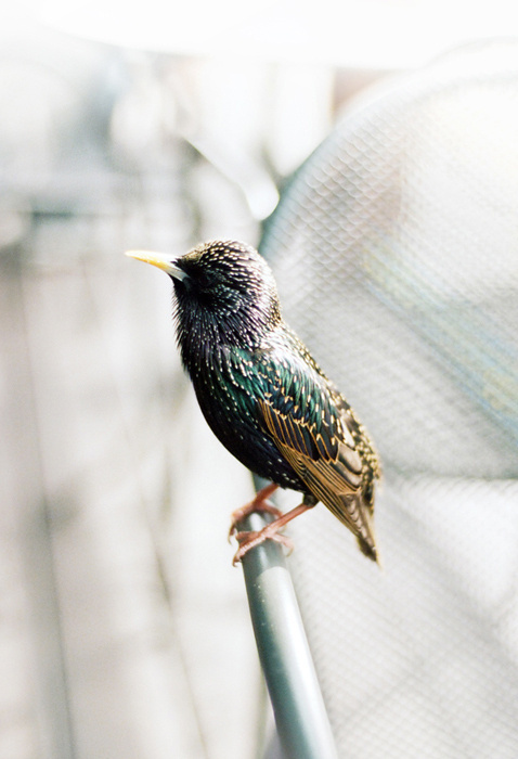 Personal Works by Jennilee Marigomen #fauna #bird #nature #photography #jennilee #marigomen #starling