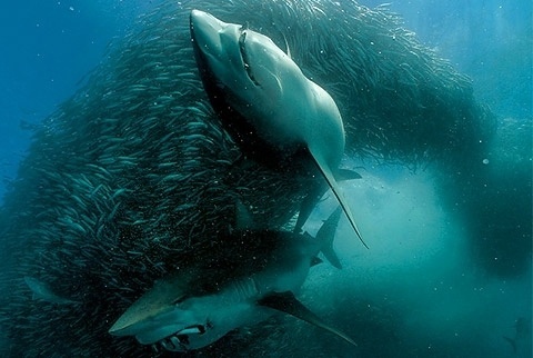tumblr_lft2c8dh2B1qeeqk5o1_500.jpg (JPEG Image, 480x322 pixels) #great #nature #white #shark