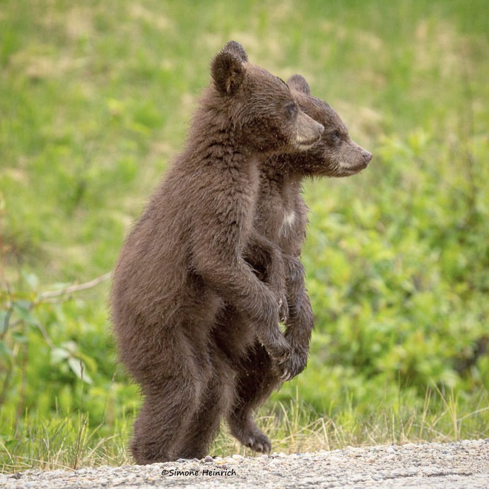 Majestic Portraits of Wild Animals by Simone Heinrich