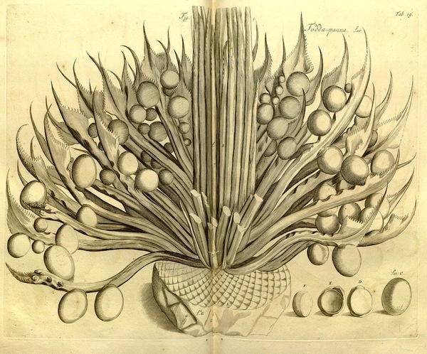 Hortus Malabaricus (1678 1693) | The Public Domain Review #botanical