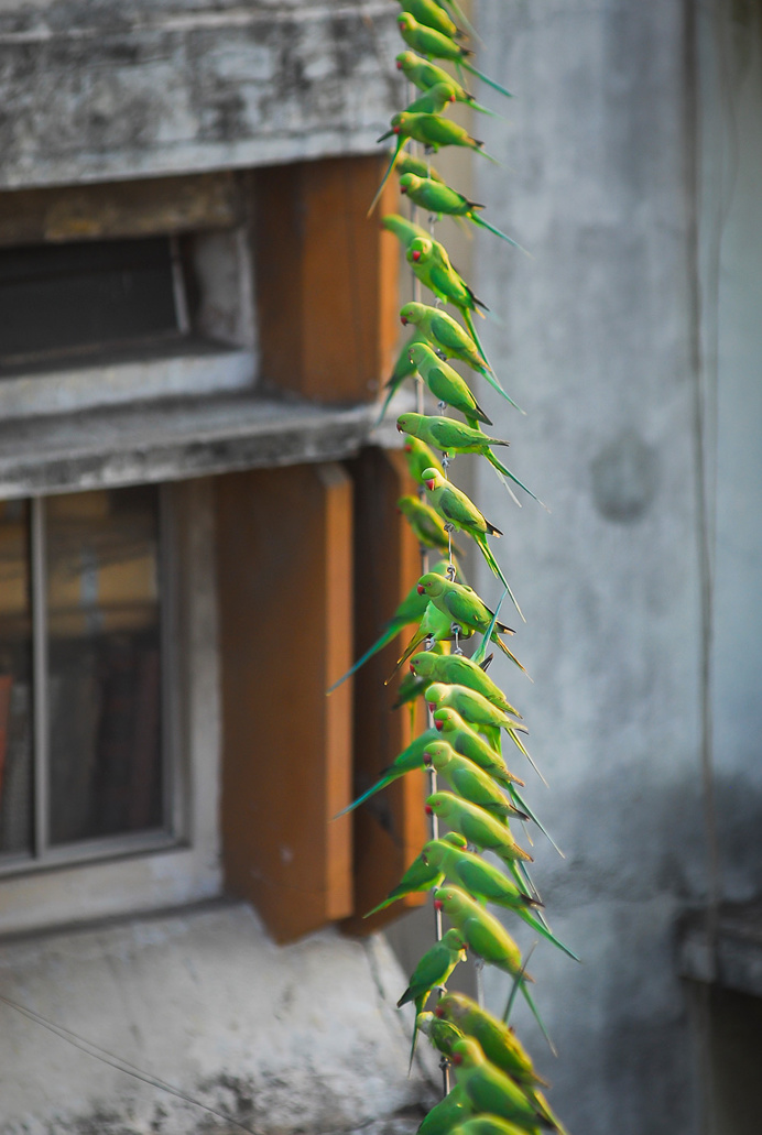 parrot, bird, birds, green, wire