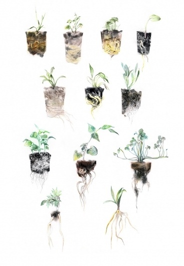 Creative&Live - Junyi Wu #illustration #plants